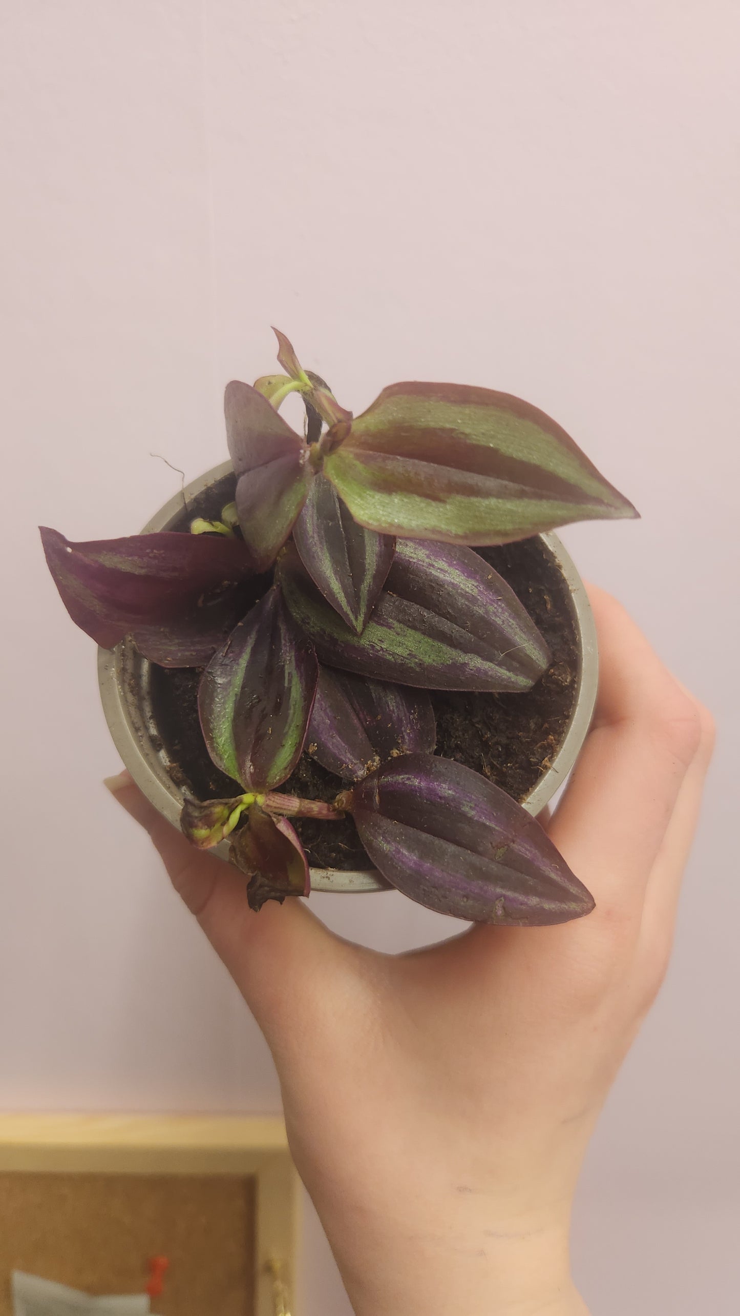 Tradescanthia