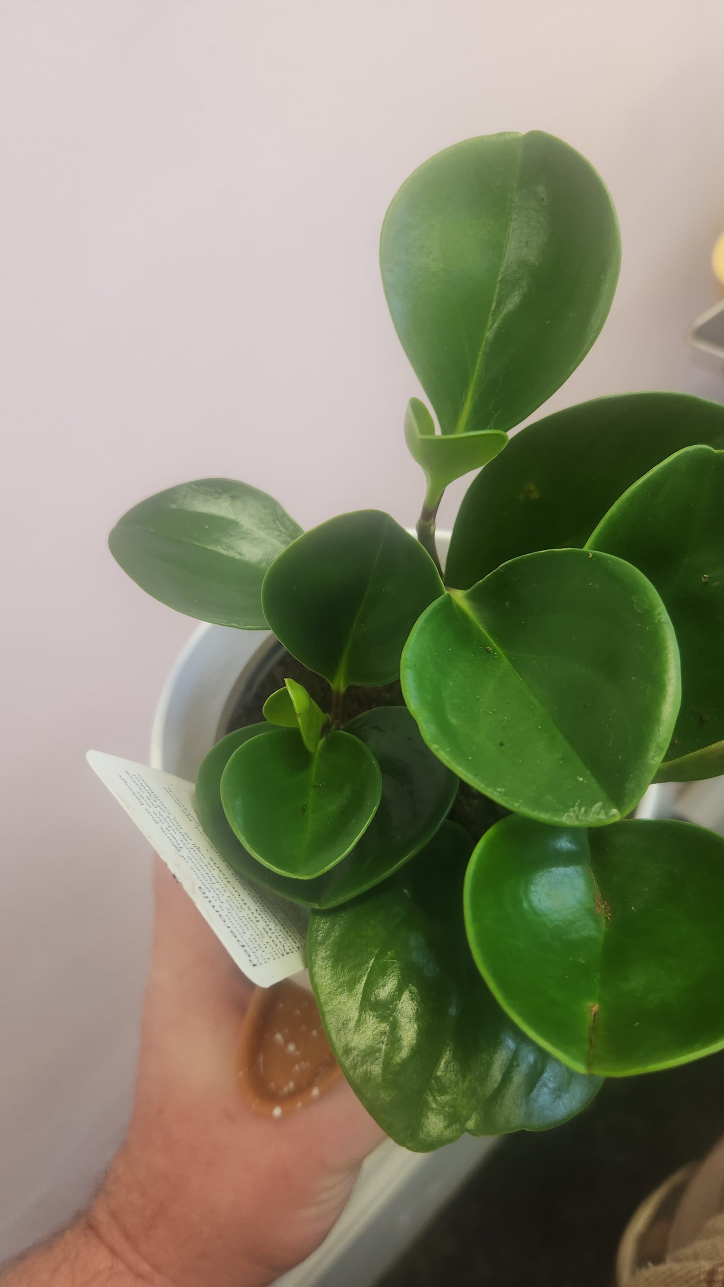Peperomia + SW Pot