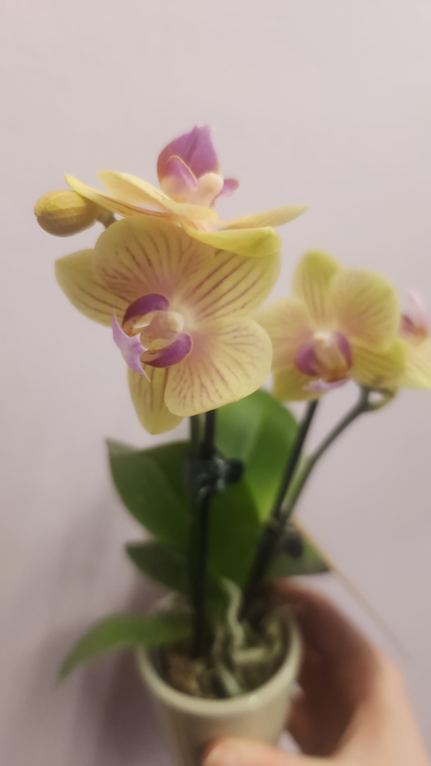 Yellow Orchid