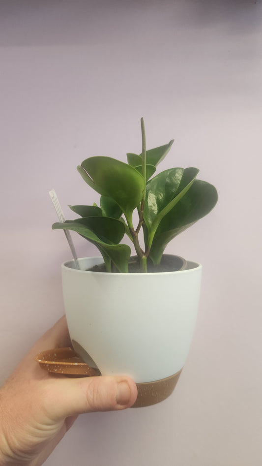 Peperomia + SW Pot